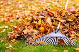 Read more about the article Getting Your Landscape Ready for Fall