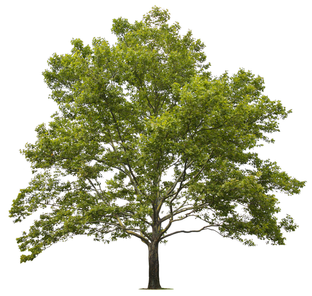 The Best Shade Trees For Summer 2