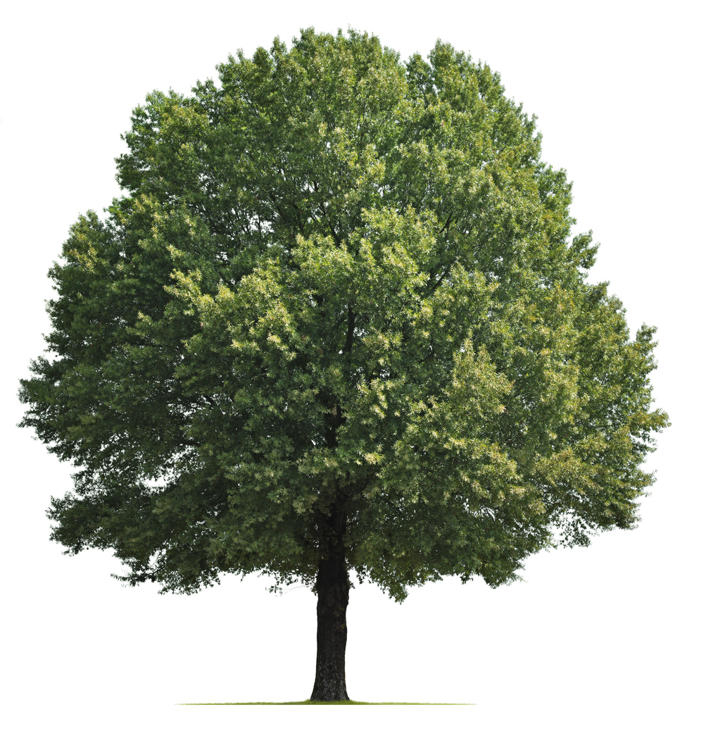The Best Shade Trees For Summer 5