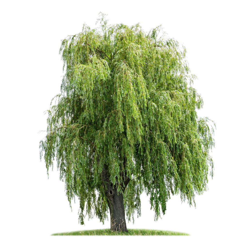 The Best Shade Trees For Summer 3