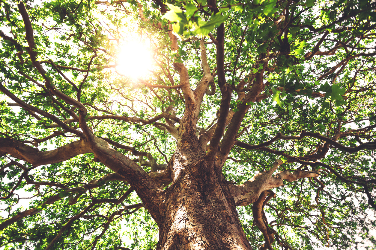 Read more about the article The Best Shade Trees For Summer