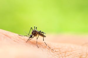 Read more about the article How To Keep Mosquitoes From Killing The Vibe