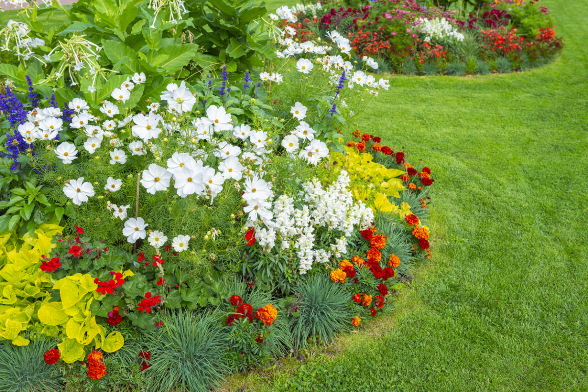 The Benefits of Fast-Growing Ground Cover 1